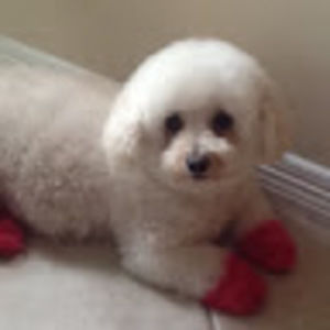 Meet your Posher, Maya